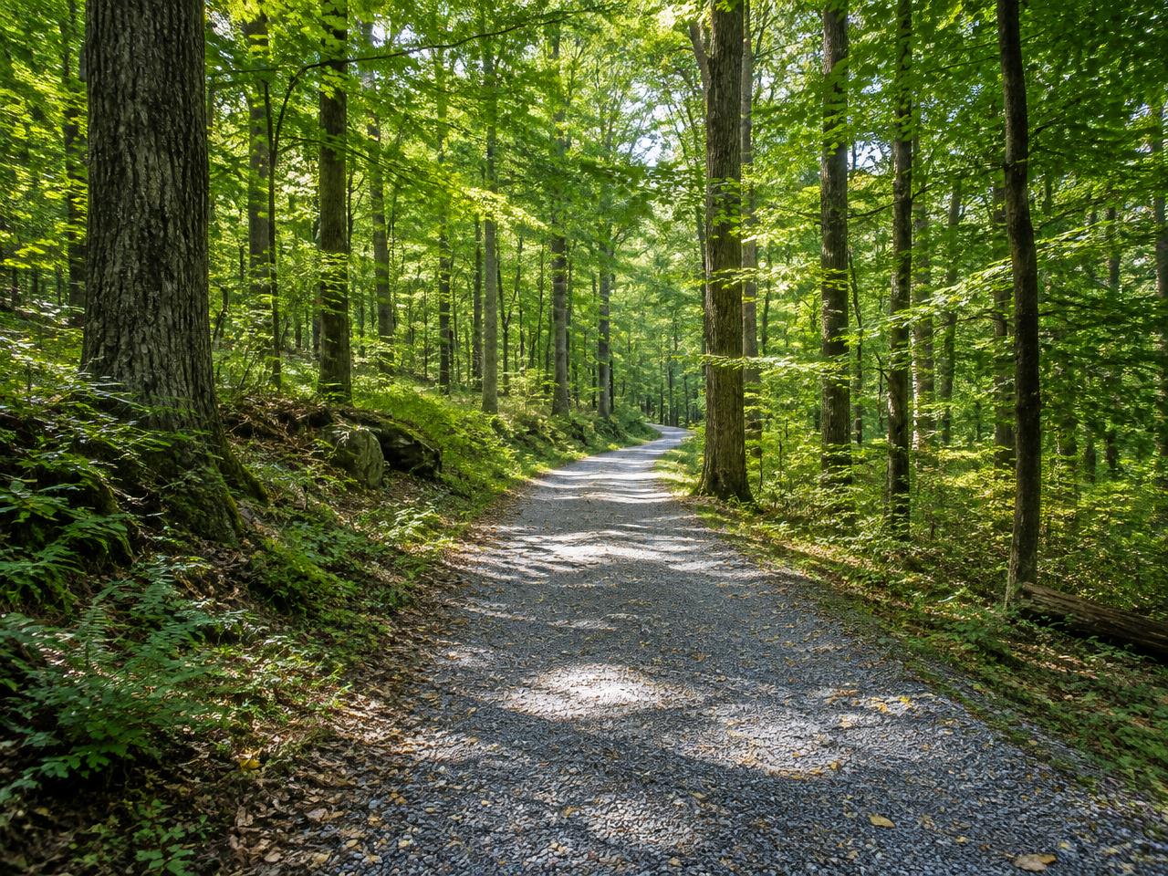 Illustrative photo: a gravel path through hardwood forest